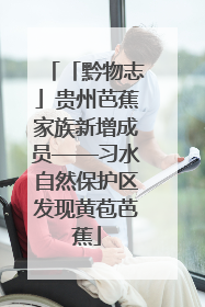「黔物志」贵州芭蕉家族新增成员——习水自然保护区发现黄苞芭蕉