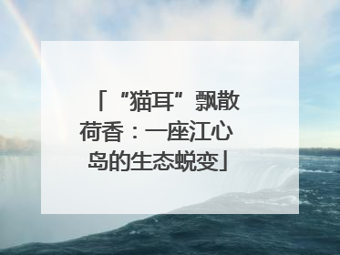 “猫耳”飘散荷香：一座江心岛的生态蜕变