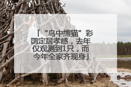“鸟中熊猫”彩鹮定居孝感，去年仅观测到1只，而今年全家齐现身