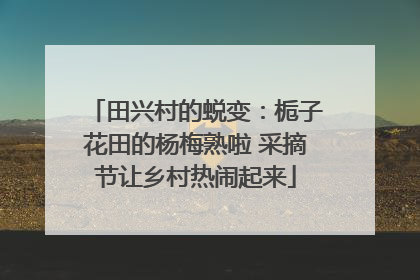 田兴村的蜕变：栀子花田的杨梅熟啦 采摘节让乡村热闹起来