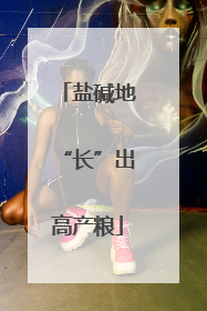盐碱地“长”出高产粮