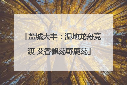 盐城大丰：湿地龙舟竞渡 艾香飘荡野鹿荡