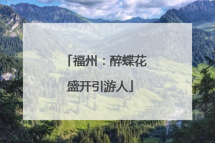 福州：醉蝶花盛开引游人