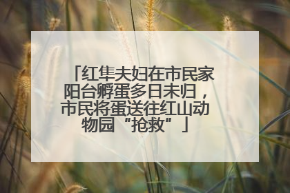 红隼夫妇在市民家阳台孵蛋多日未归，市民将蛋送往红山动物园“抢救”