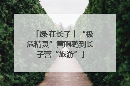 绿·在长子丨“极危精灵”黄胸鹀到长子营“旅游”