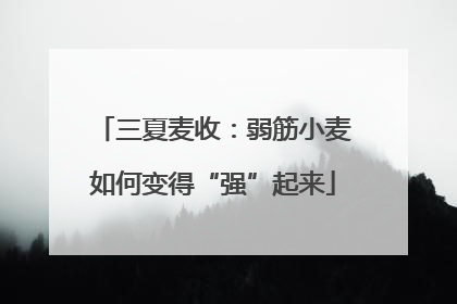 三夏麦收：弱筋小麦如何变得“强”起来