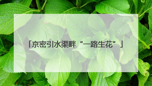 京密引水渠畔“一路生花”