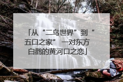 从“二鸟世界”到“五口之家” 一对东方白鹳的黄河口之恋