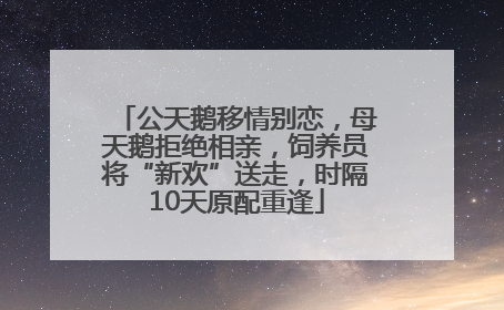 公天鹅移情别恋，母天鹅拒绝相亲，饲养员将“新欢”送走，时隔10天原配重逢