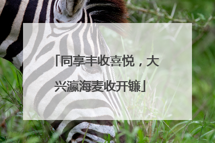 同享丰收喜悦，大兴瀛海麦收开镰