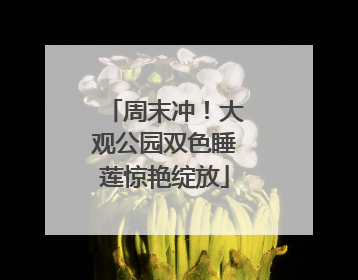 周末冲！大观公园双色睡莲惊艳绽放