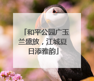 和平公园广玉兰盛放，江城夏日添雅韵