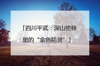 四川平武：深山密林里的“金色精灵”