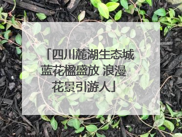 四川麓湖生态城蓝花楹盛放 浪漫花景引游人