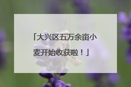 大兴区五万余亩小麦开始收获啦！