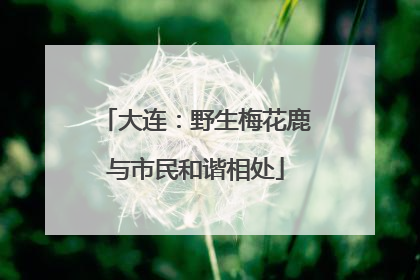 大连：野生梅花鹿与市民和谐相处