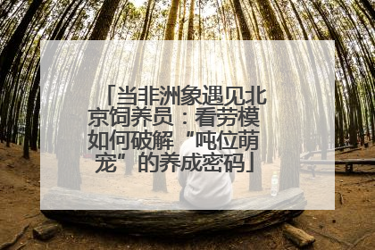 当非洲象遇见北京饲养员：看劳模如何破解“吨位萌宠”的养成密码