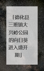 德化县三班镇大兴岭公园的向日葵进入盛开期