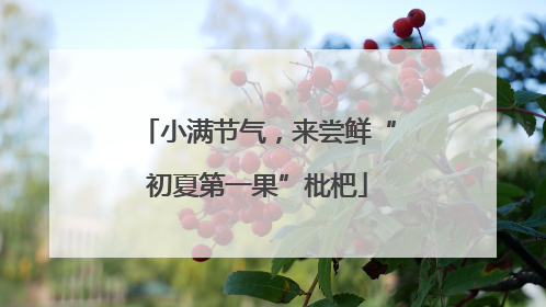 小满节气，来尝鲜“初夏第一果”枇杷