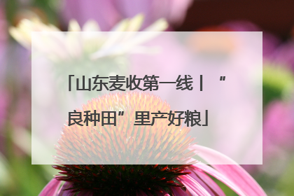 山东麦收第一线丨“良种田”里产好粮