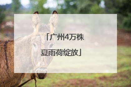 广州4万株夏雨荷绽放