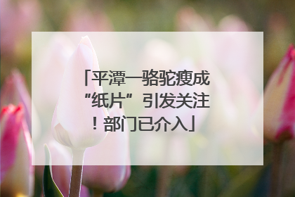 平潭一骆驼瘦成“纸片”引发关注！部门已介入