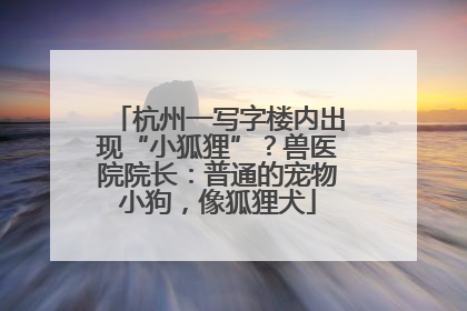 杭州一写字楼内出现“小狐狸”？兽医院院长：普通的宠物小狗，像狐狸犬