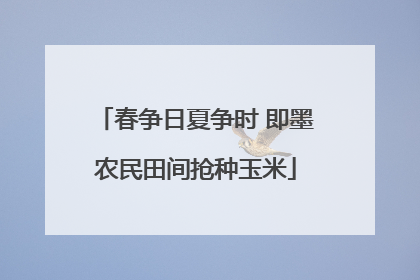 春争日夏争时 即墨农民田间抢种玉米