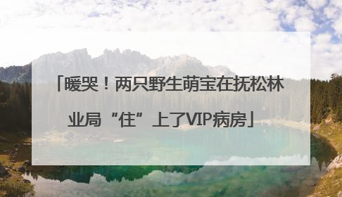 暖哭！两只野生萌宝在抚松林业局“住”上了VIP病房