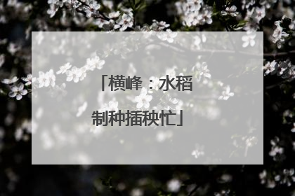 横峰：水稻制种插秧忙