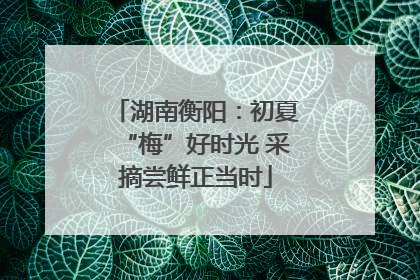 湖南衡阳：初夏“梅”好时光 采摘尝鲜正当时
