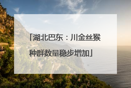 湖北巴东：川金丝猴种群数量稳步增加