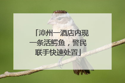 漳州一酒店内现一条活鳄鱼，警民联手快速处置