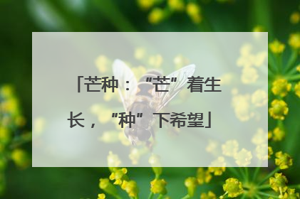 芒种：“芒”着生长，“种”下希望