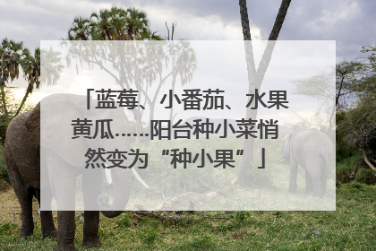 蓝莓、小番茄、水果黄瓜……阳台种小菜悄然变为“种小果”