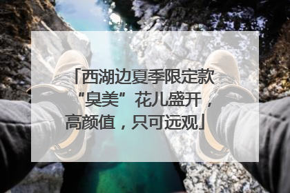 西湖边夏季限定款“臭美”花儿盛开，高颜值，只可远观
