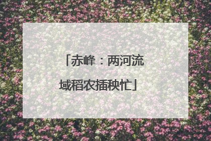 赤峰：两河流域稻农插秧忙