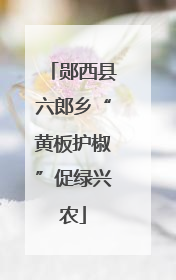 郧西县六郎乡“黄板护椒”促绿兴农