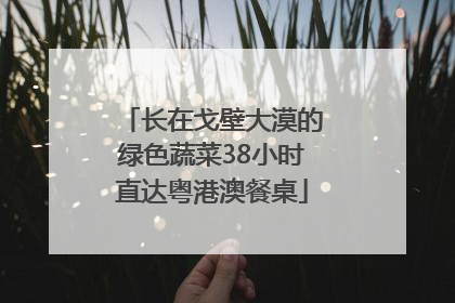 长在戈壁大漠的绿色蔬菜38小时直达粤港澳餐桌