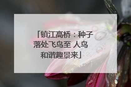 镇江高桥：种子落处飞鸟至 人鸟和谐趣景来